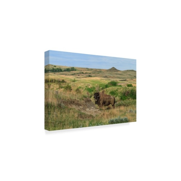 Galloimages Online 'Bison In North Dakota Landscape' Canvas Art,30x47